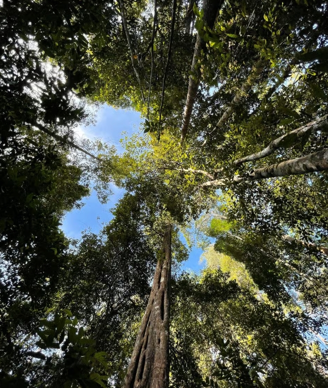 excursion foret tropicale langkawi