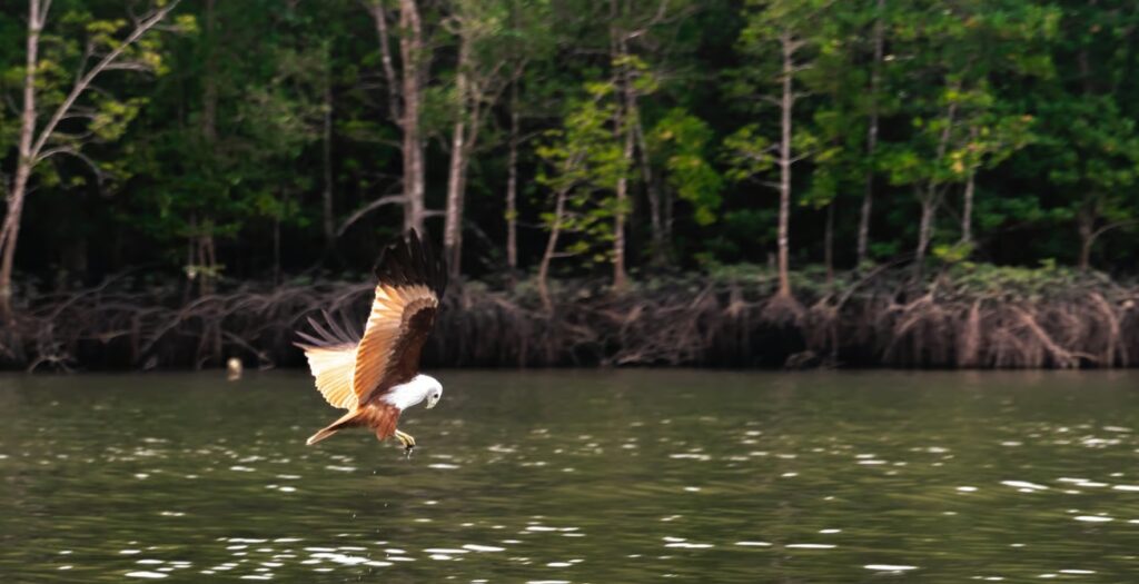 langkawi kilim aigle mangrove