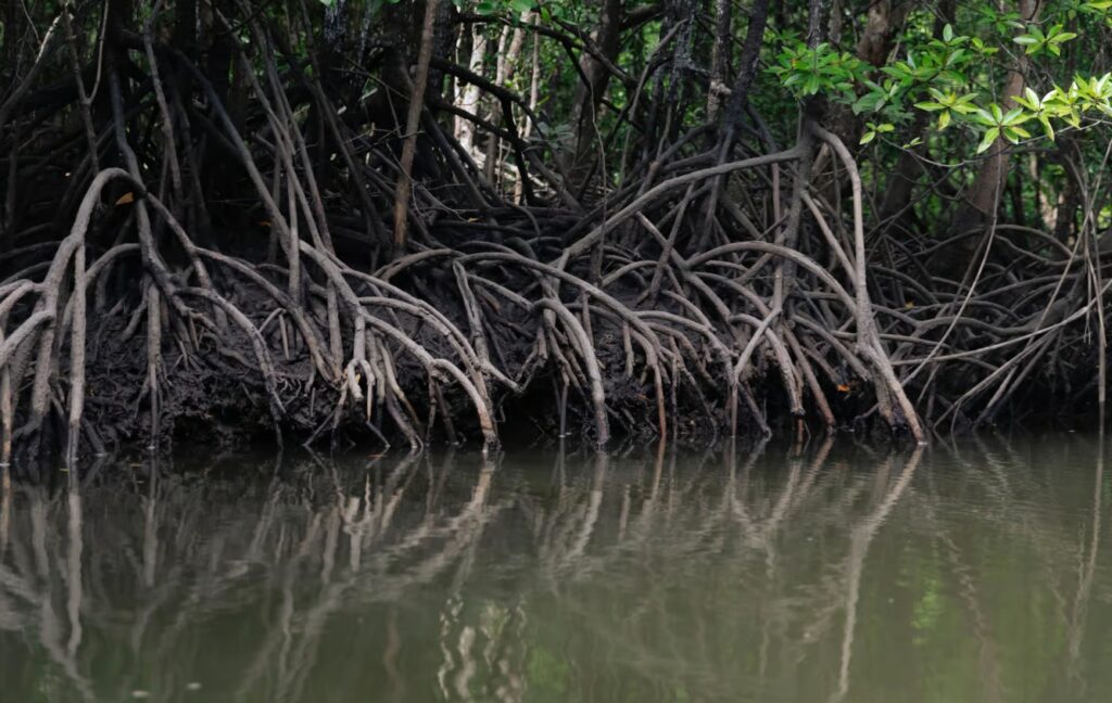 langkawi kilim mangrove