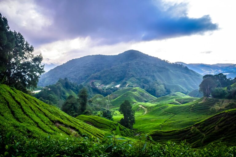 Comment rejoindre Taman Negara à partir de Cameron Highlands ?